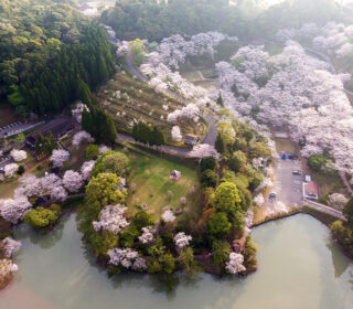 桜の名所「いちき串木野市の観音ケ池市民の森」