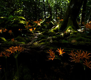 小さなフォトギャラリー