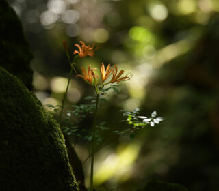 小さなフォトギャラリー