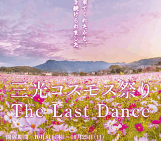 三光コスモス祭り（20周年＝ファイナル）